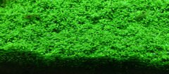 Aquario - Neo Plants Soil Powder 3 l