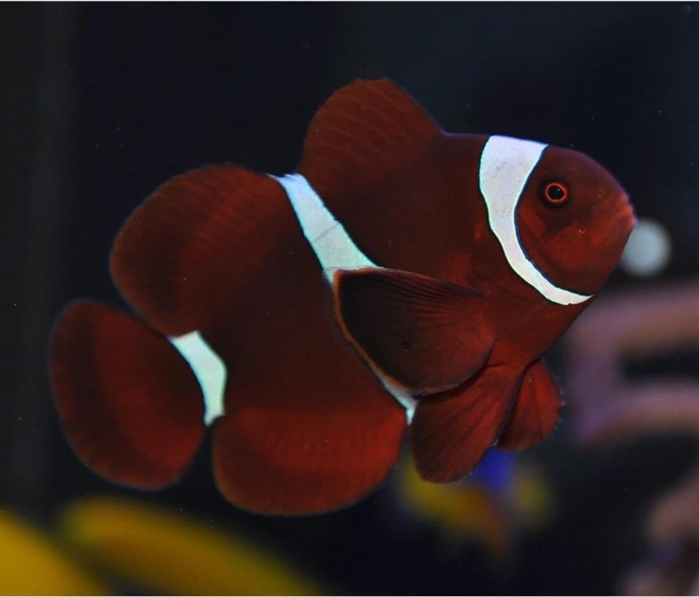 Maroon Clown