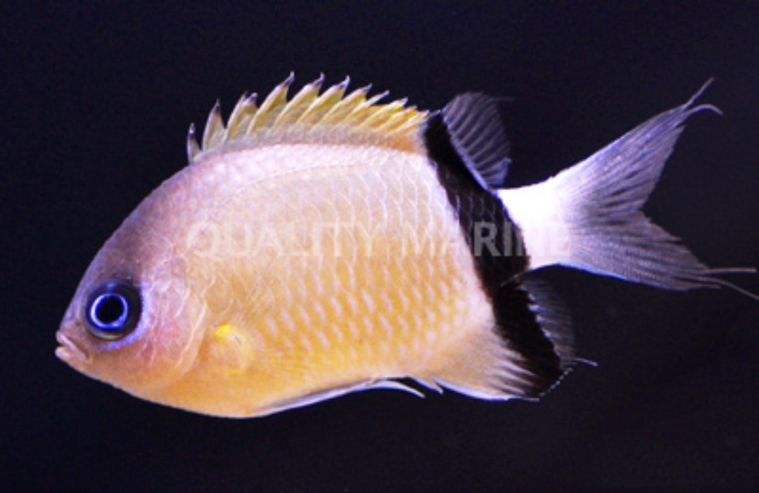 Black-bar Chromis
