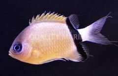 Black-bar Chromis