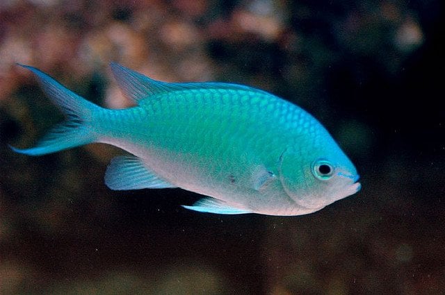 Blue-Green Chromis