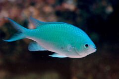 Blue-Green Chromis