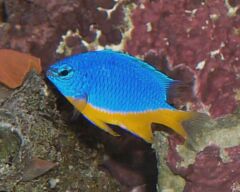 Azure damsel
