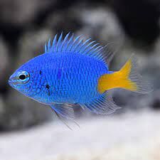 Yellow tail Damsel