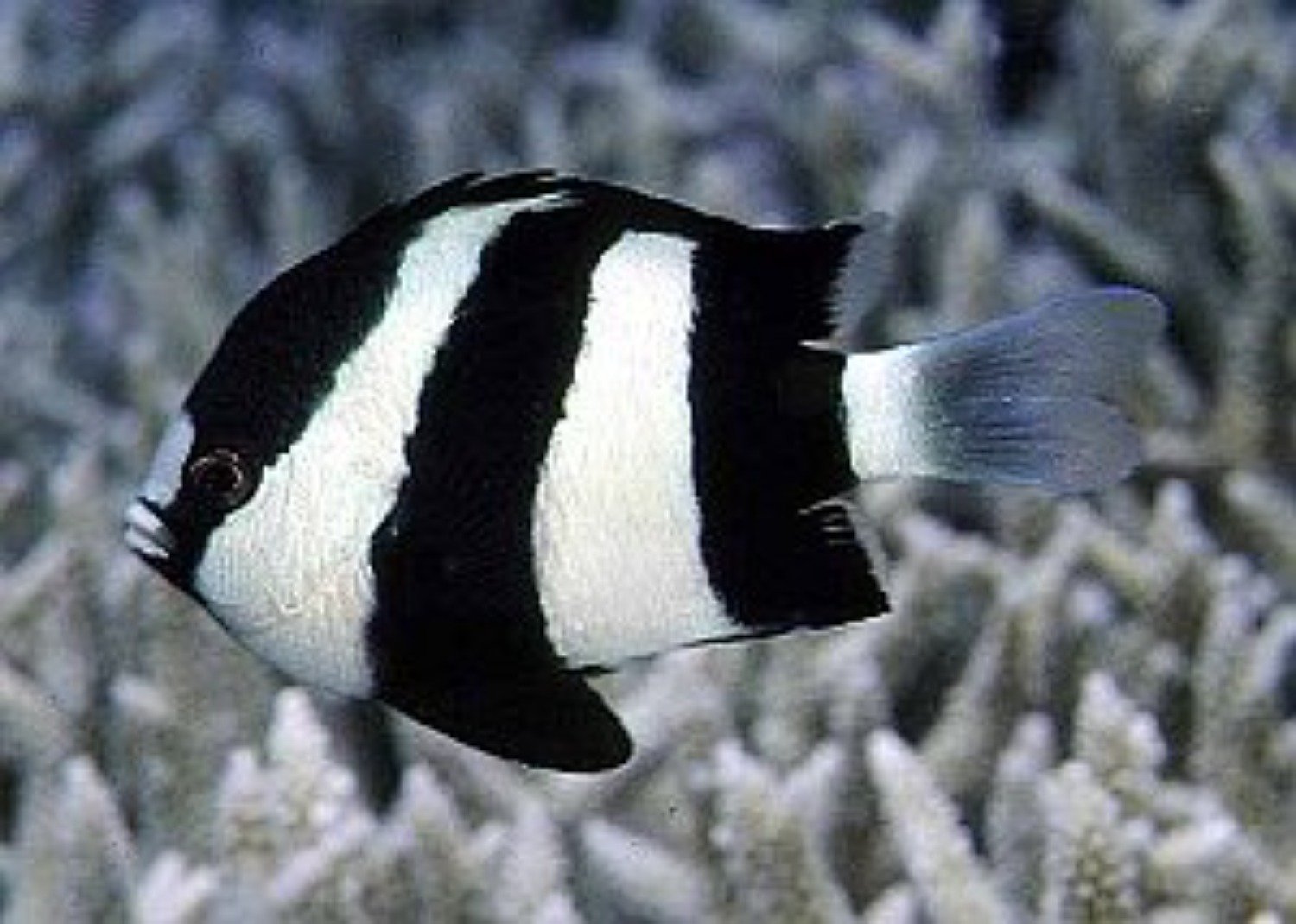White-tailed Damselfish