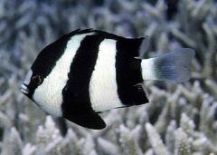 White-tailed Damselfish
