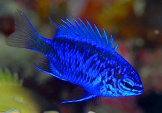 Springeri Damsel