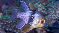 Pajama Cardinalfish