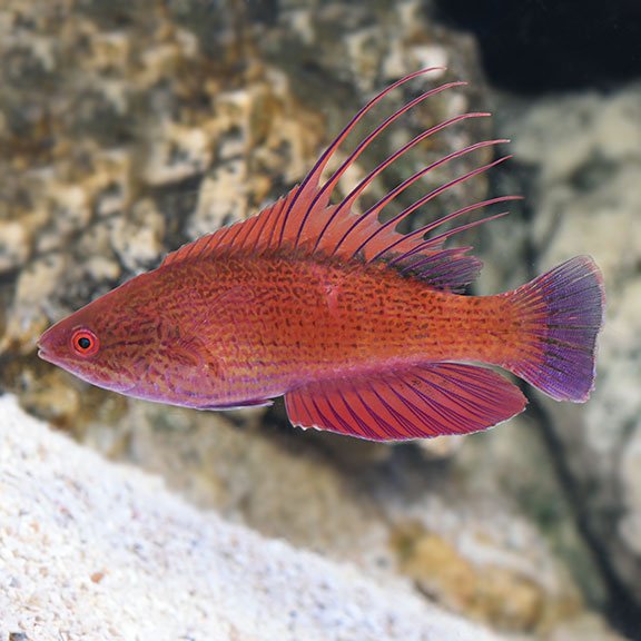 Red Fleasher  Wressa