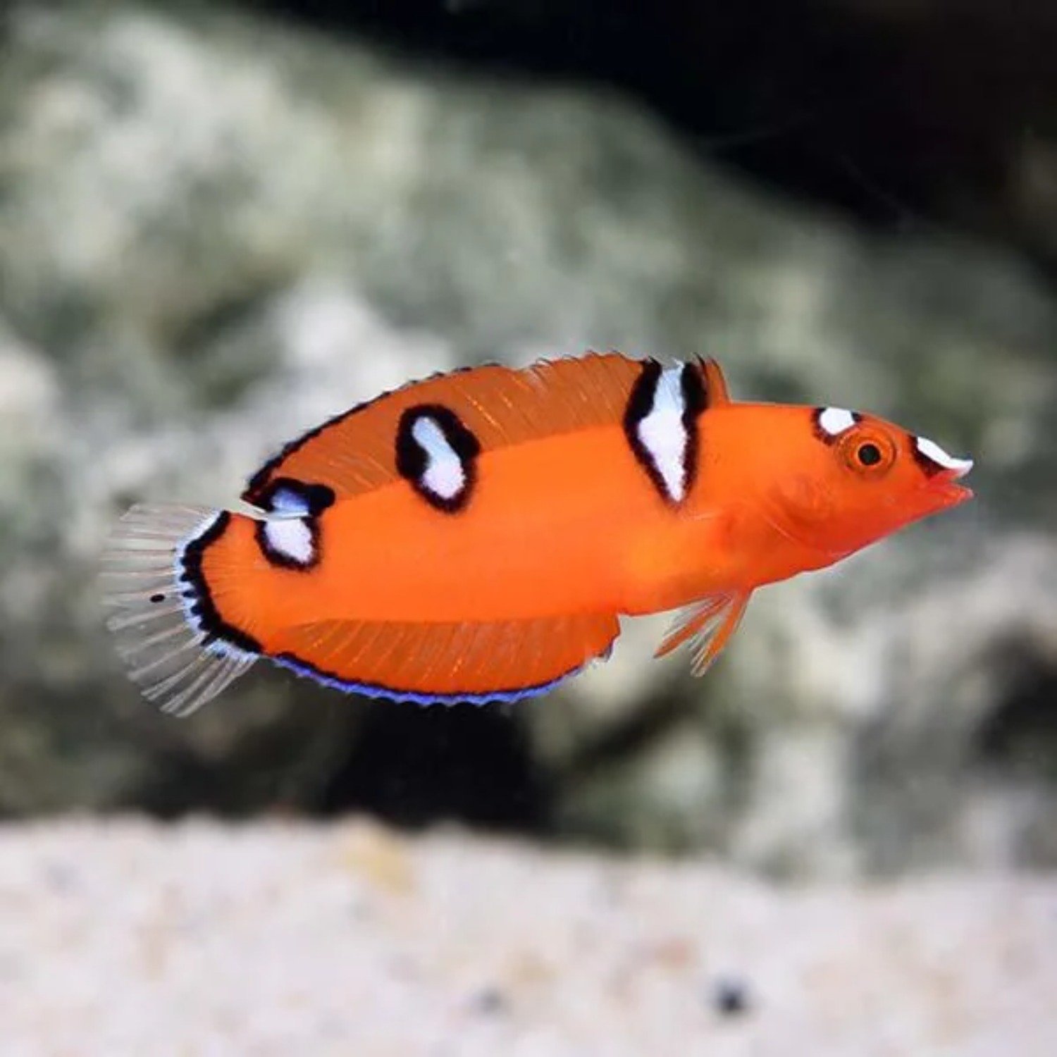 Yellow Tail Clown Wrasse