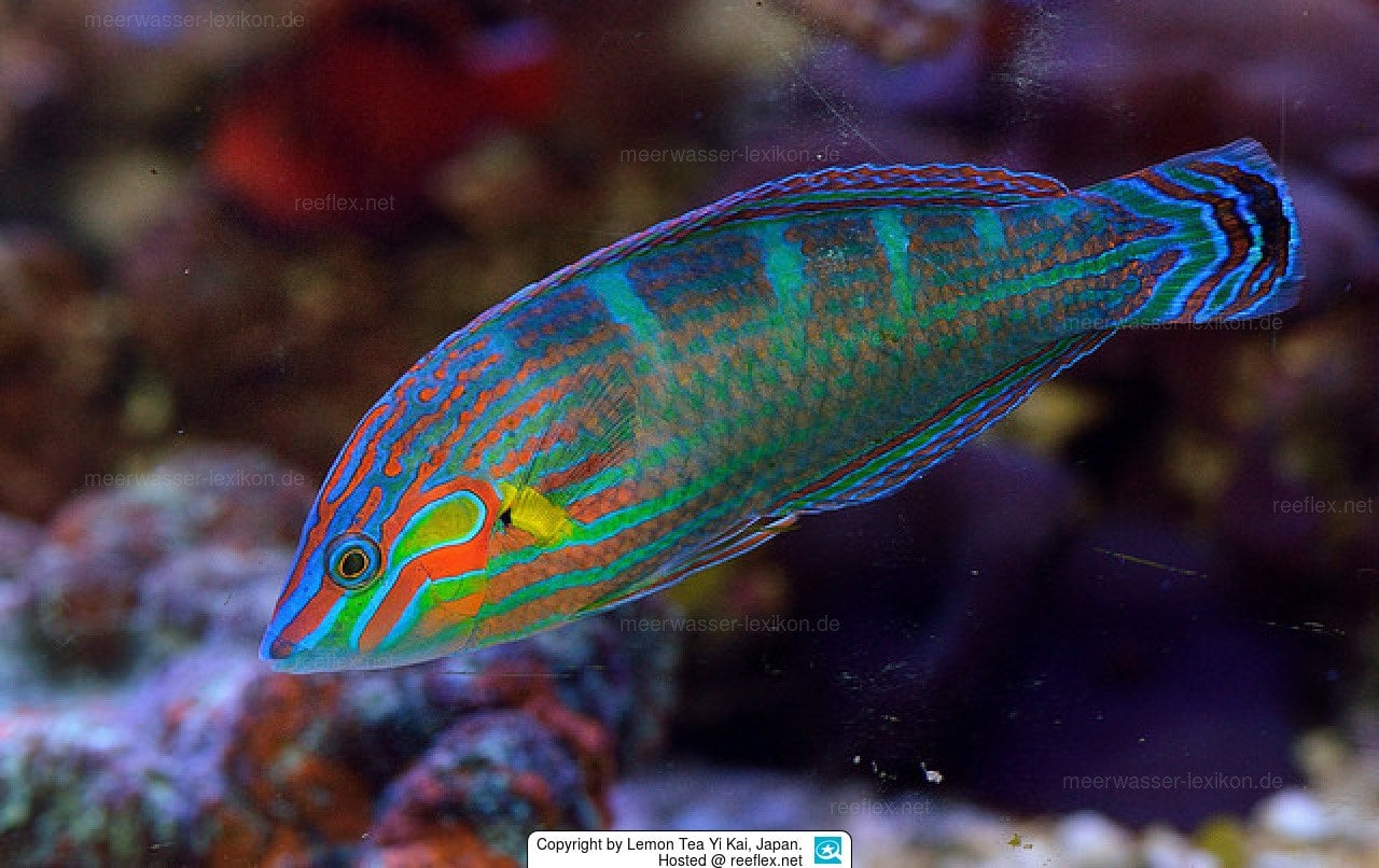 Melanurus Wrasse